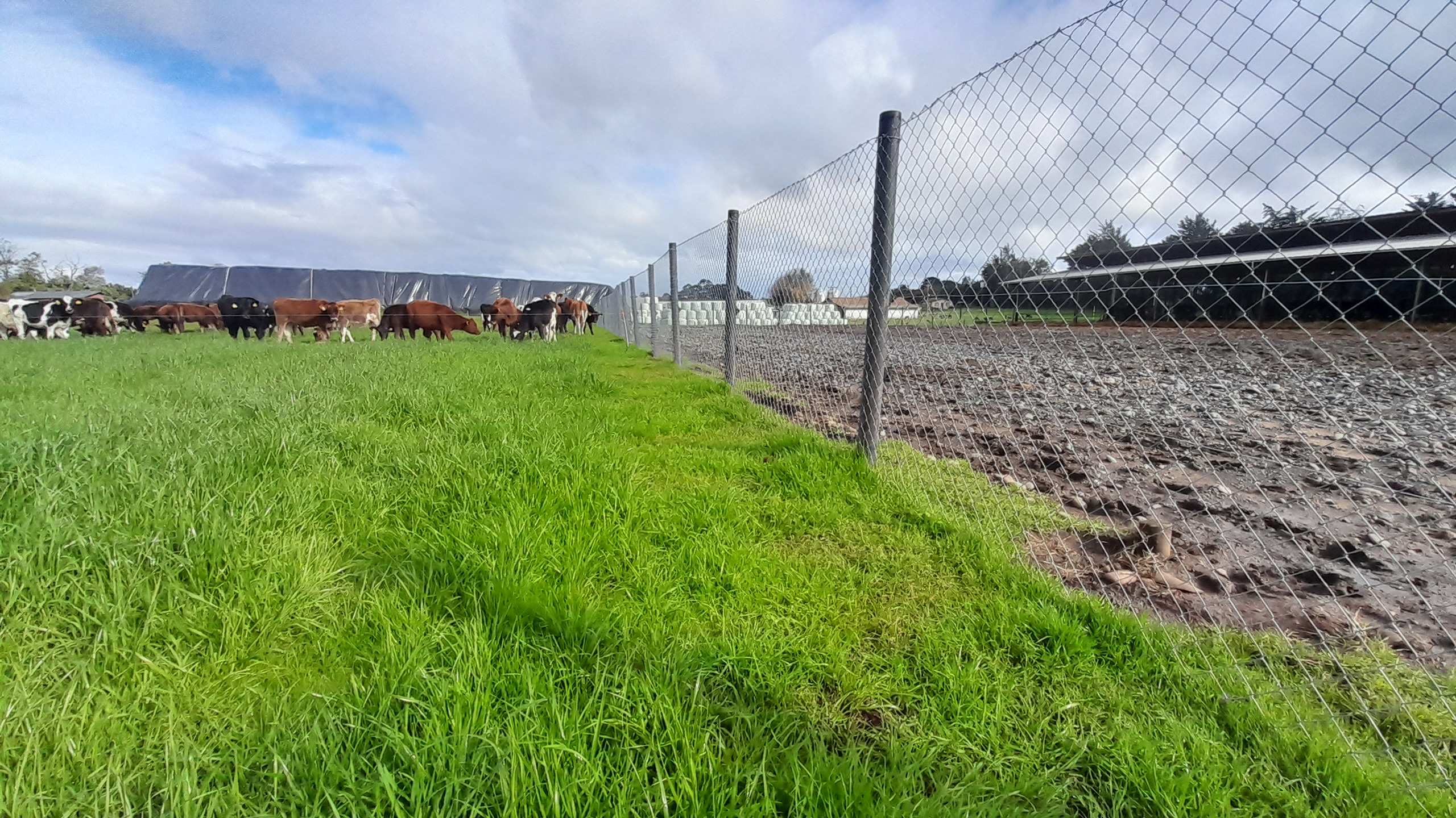 Polines Plásticos 3" a 4" pulgadas 2,2mts. CERCOS ETERNOS ¡no se rompen ni se pudren! - Imagen 6