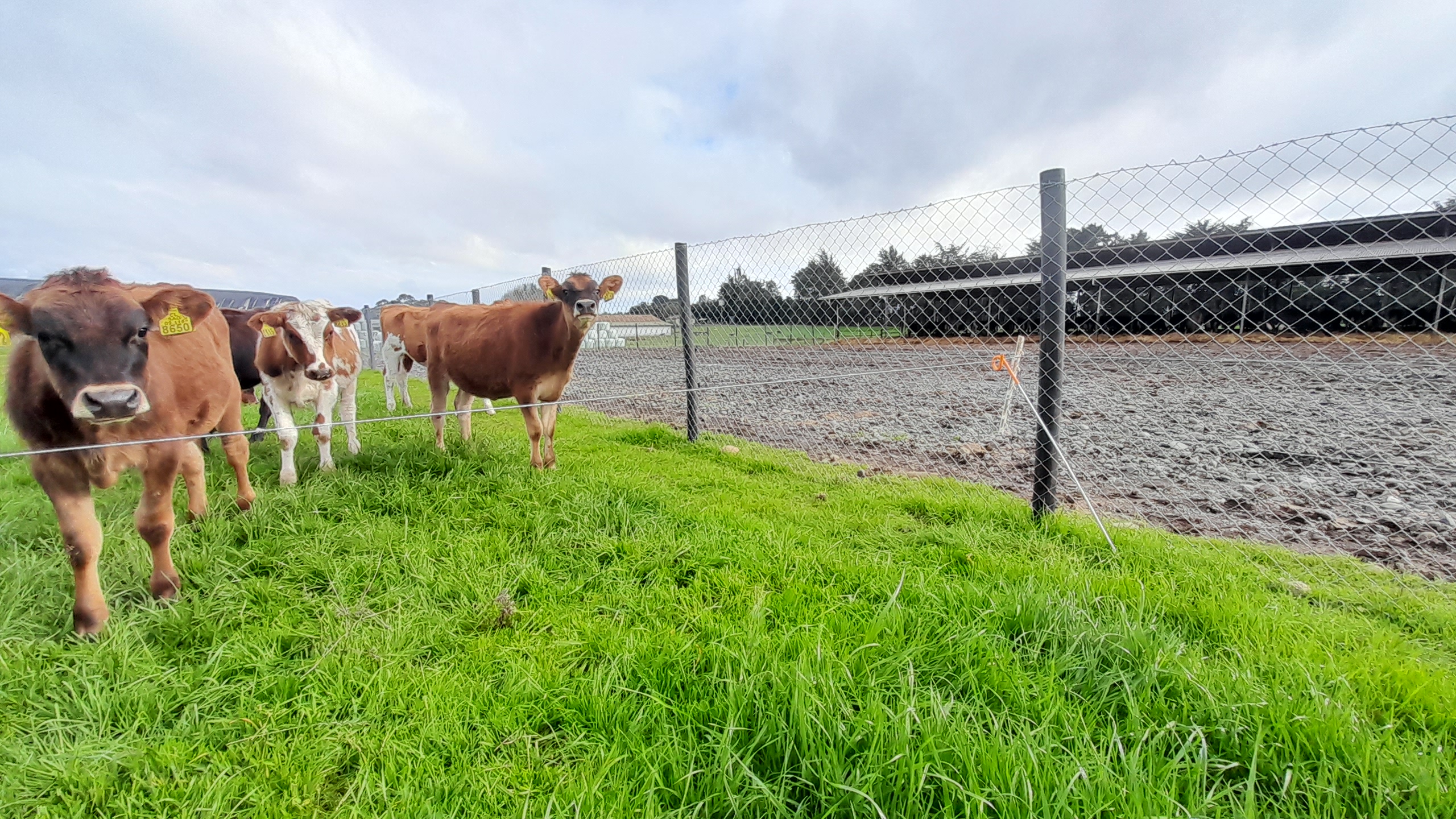 Polines Plásticos 3" a 4" pulgadas 2,2mts. CERCOS ETERNOS ¡no se rompen ni se pudren! - Imagen 7